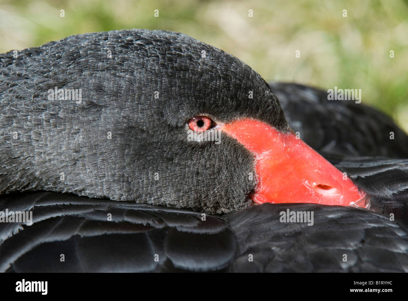 Black Swan (Cygnus atratus), Tirolo, Austria, Europa Foto Stock