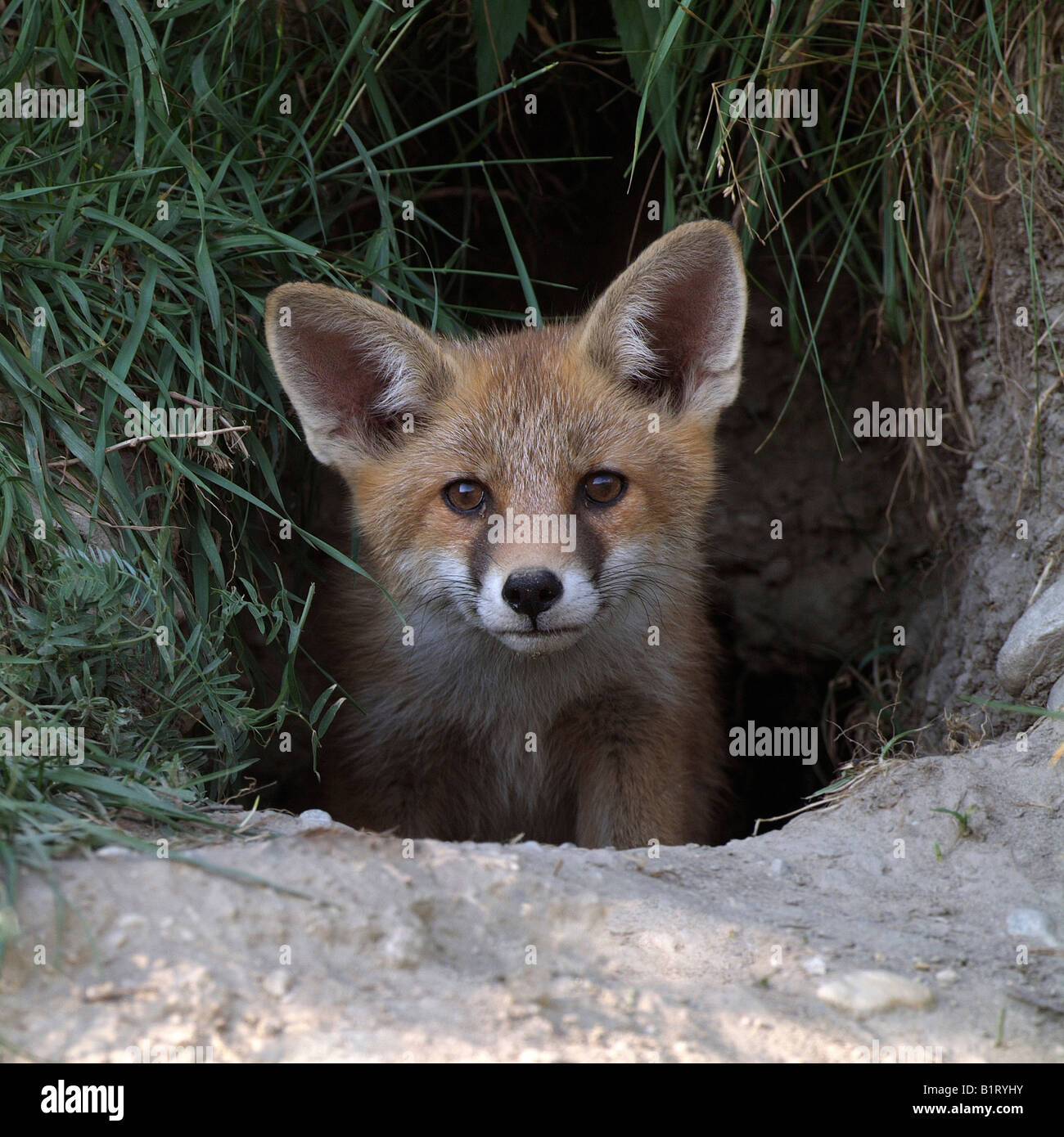 Red Fox (Vulpes vulpes vulpes) nella sua tana, Thaur, Tirolo, Austria, Europa Foto Stock