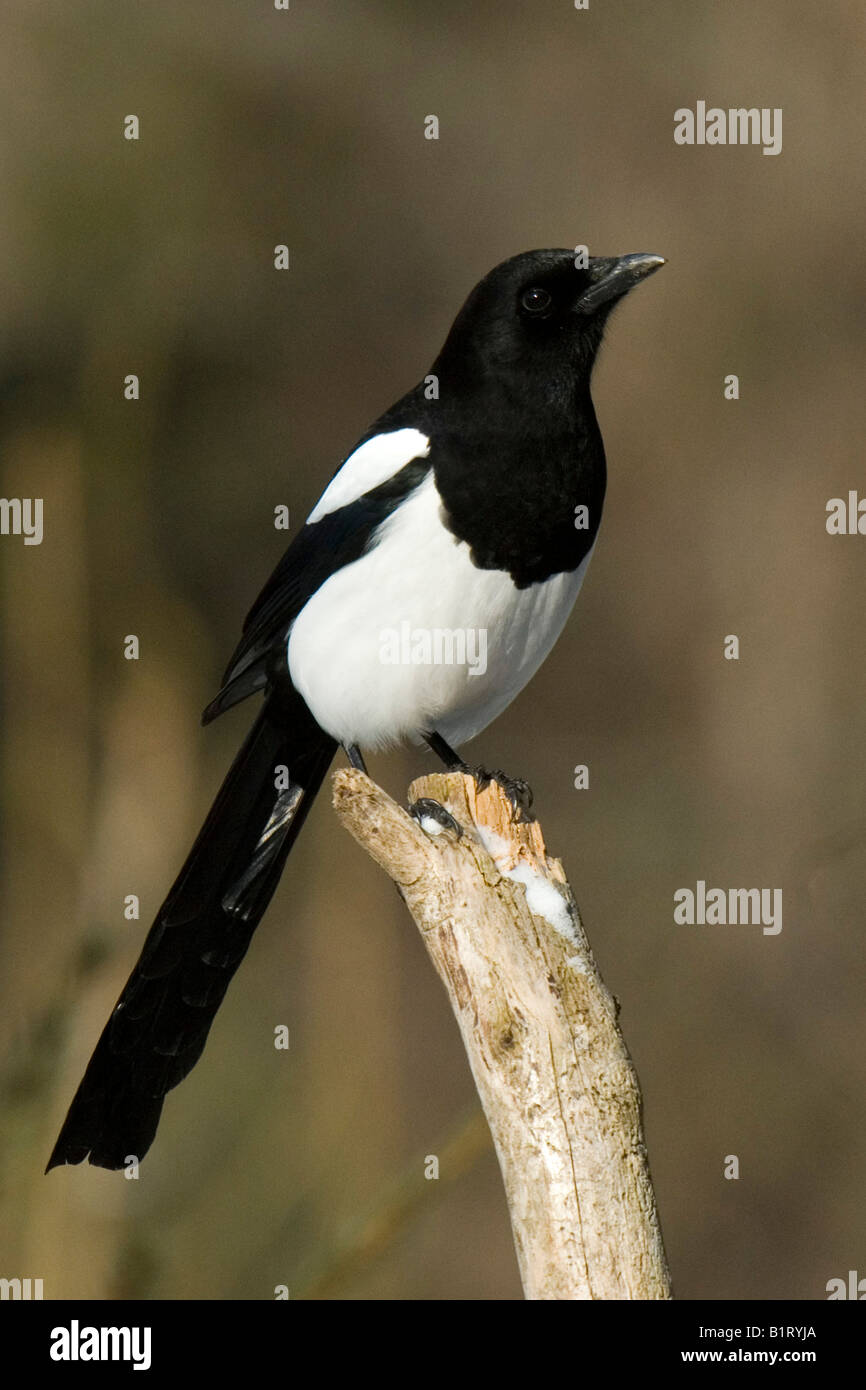 Gazza europea (Pica pica), Schwaz, in Tirolo, Austria, Europa Foto Stock
