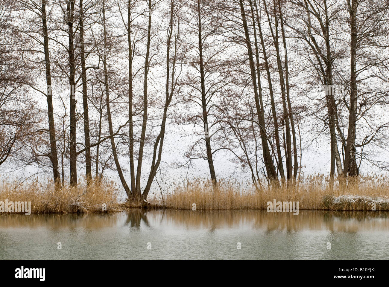 Alberi sulla riva del lago Frauensee, Kramsach, Tirolo orientale, Austria, Europa Foto Stock