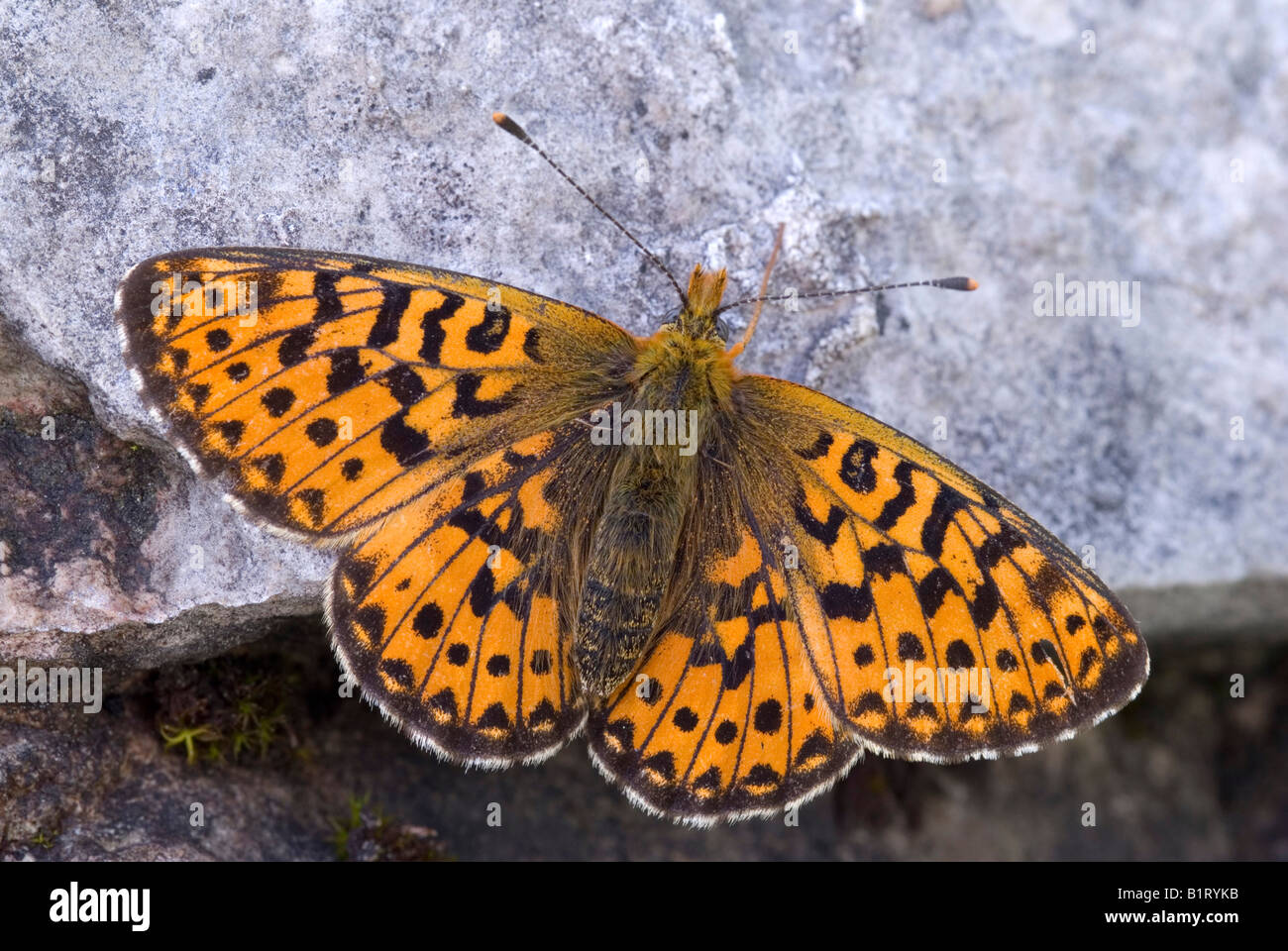 Verde scuro (Fritillary Argynnis aglaja), Enger-Grund, gamma Karwendel, Tirolo, Austria, Europa Foto Stock