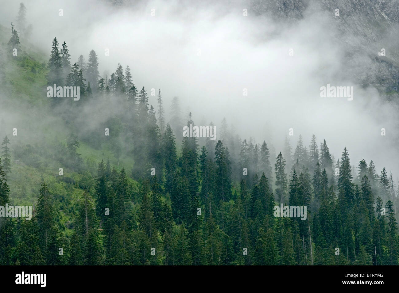 Mist-coperto la foresta di conifere, Eng-Alm, gamma Karwendel, Tirolo, Austria, Europa Foto Stock