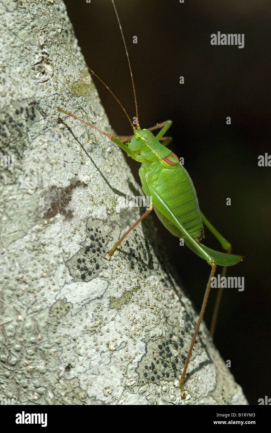 Chiazzato Bush-cricket (Leptophyes punctatissima), Assisi, Umbria, Italia, Europa Foto Stock