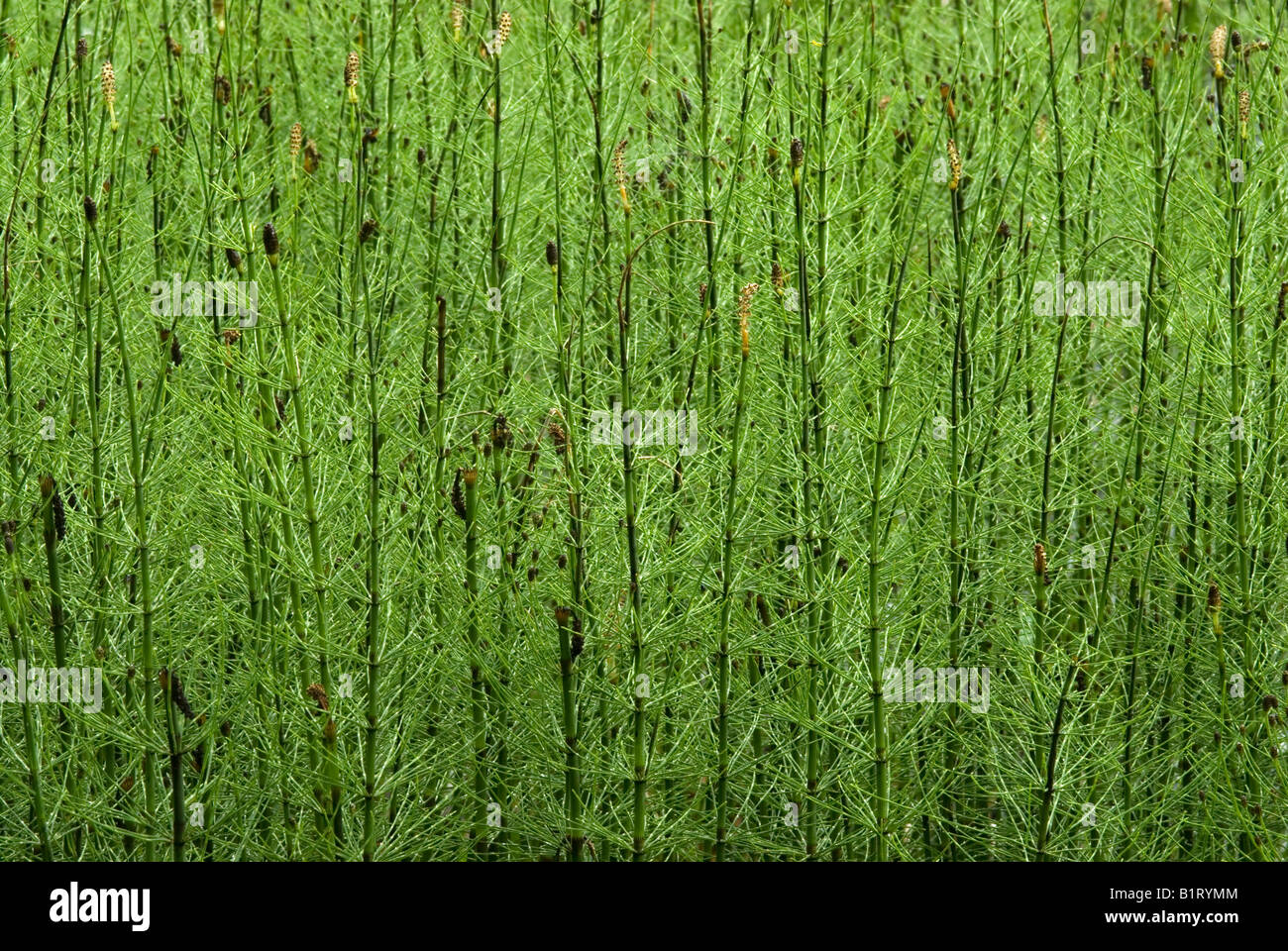 Marsh Equiseto (equiseto palustre), Alter Tristachsee, Lienz, Tirolo orientale, Austria, Europa Foto Stock