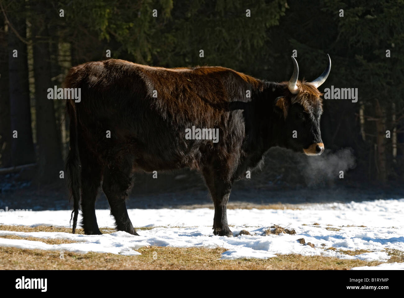 Uro, Urus (Bos primigenius primigenius), il Parco Nazionale della Foresta Bavarese, Baviera, Germania, Europa Foto Stock