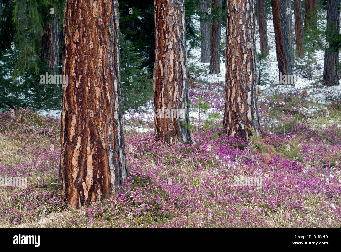 Di Pino silvestre (Pinus sylvestris), inverno Heath (Erica herbacea), Mieminger Plateau, Wildermieming, Tirolo, Austria, Europa Foto Stock