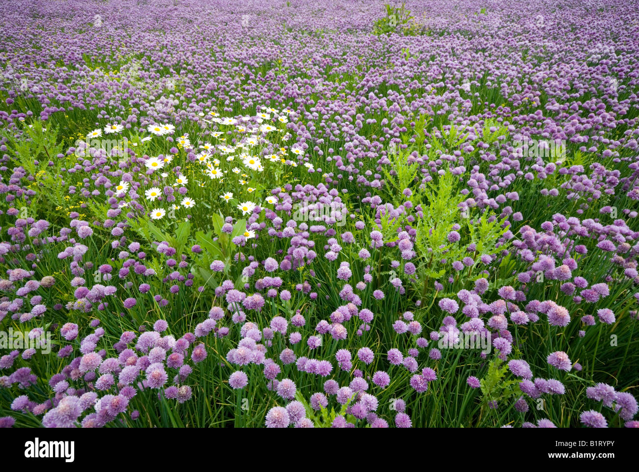 Campo di erba cipollina (Allium schoenoprasum), Voels, Tirolo, Austria, Europa Foto Stock