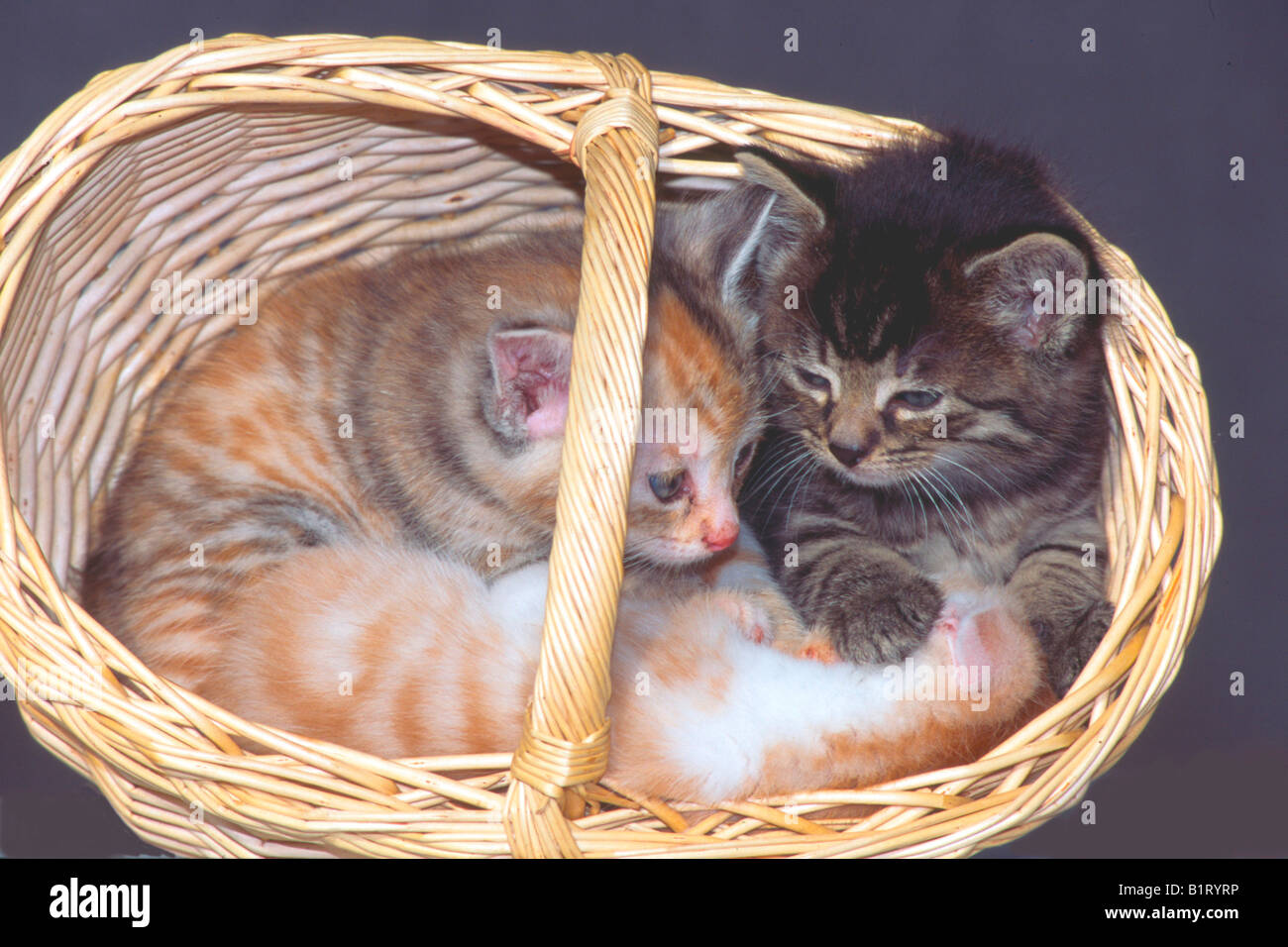 I gatti domestici (Felis silvestris f. catus), gattini in un cesto Foto Stock