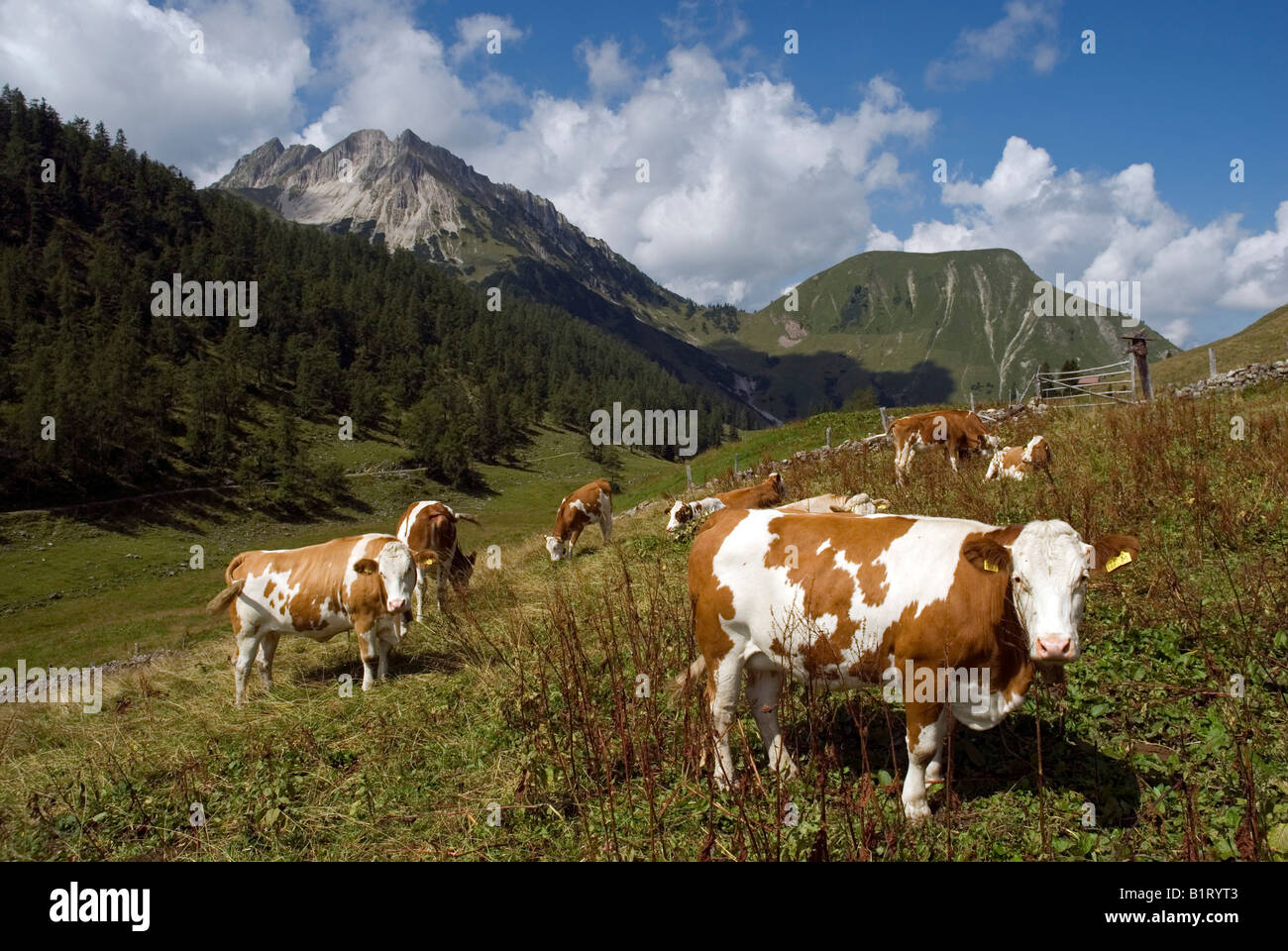 Le mucche al pascolo su un pascolo alpino, Schleimssattel, Mt. Mondscheinspitze, montagne Karwendel, Tirolo, Austria, Europa Foto Stock