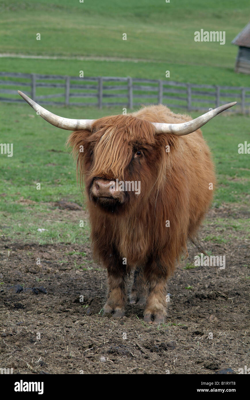 Highland scozzesi bovini (Bos primigenius f. taurus), Mieminger Plateau, Tirolo, Austria, Europa Foto Stock