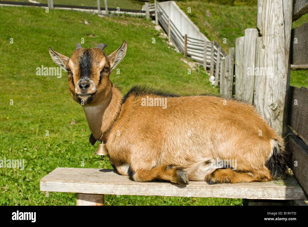 Pigmeo (Capra hircus), Eng-Alm, Eng Alp, gamma Karwendel, Austria, Europa Foto Stock