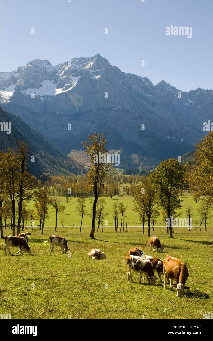 Grosser Ahornboden Valley, gamma Karwendel, Tirolo, Austria, Europa Foto Stock