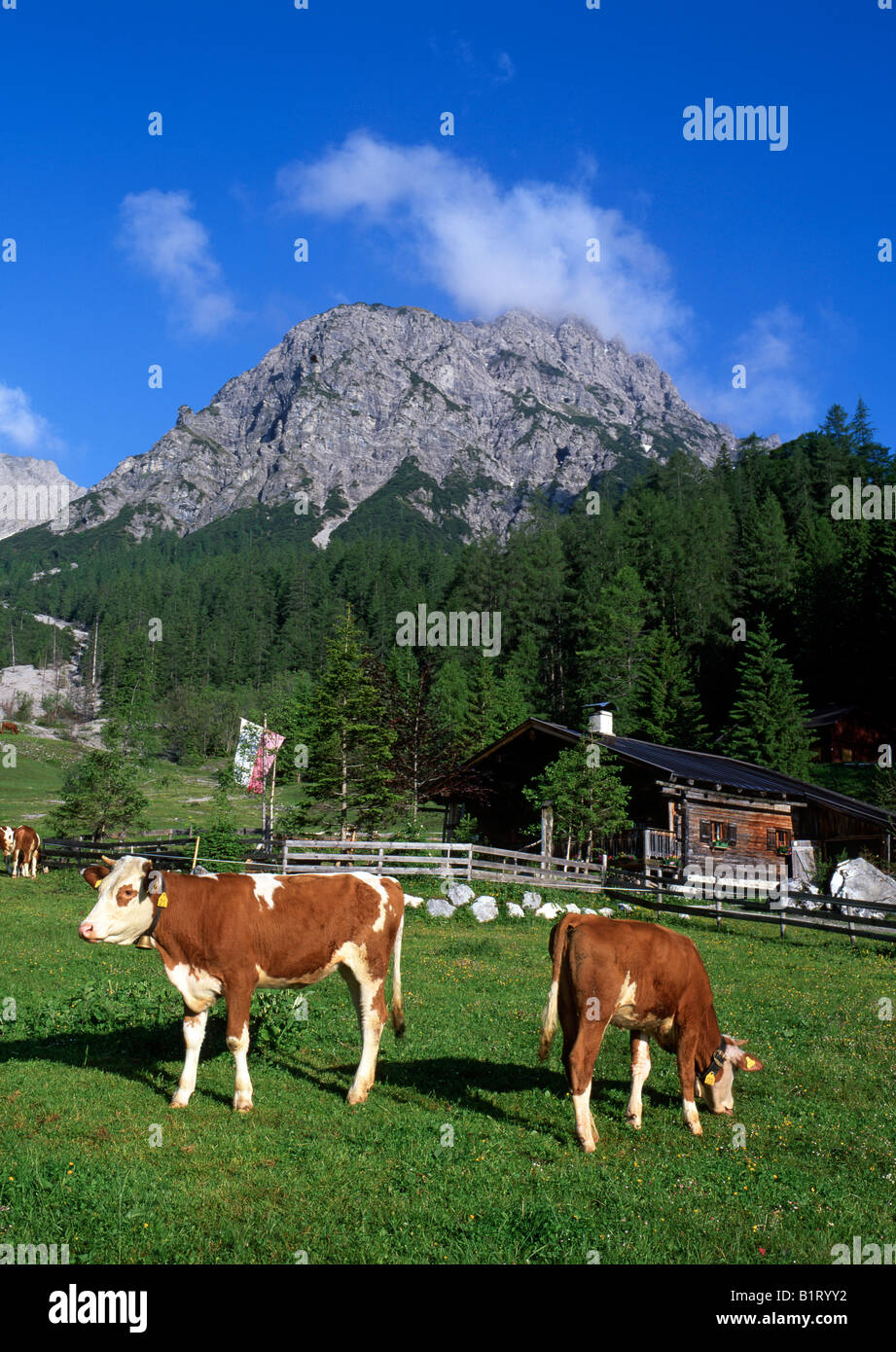 Le mucche al pascolo su Stallen-Alm pascolo alpino di fronte a Mt. Rauher Knoell, Valle Stallental, gamma Karwendel, Tirolo, Austria, e Foto Stock