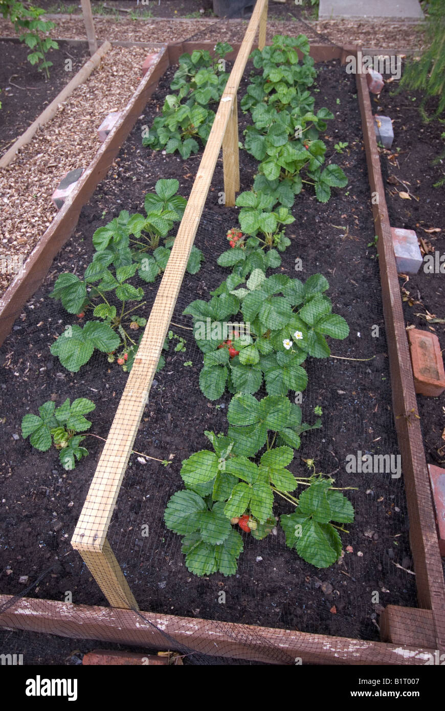 Le fragole crescono in un letto sollevata su un riparto Foto Stock