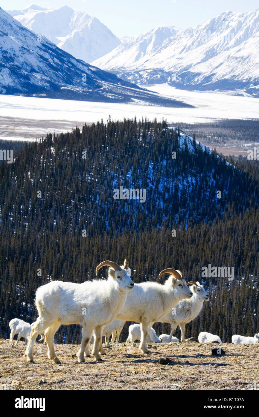 Dall pecore (ovis dalli), le pecore di montagna, St. Elias, Parco Nazionale Kluane, Yukon Territory, Canada Foto Stock