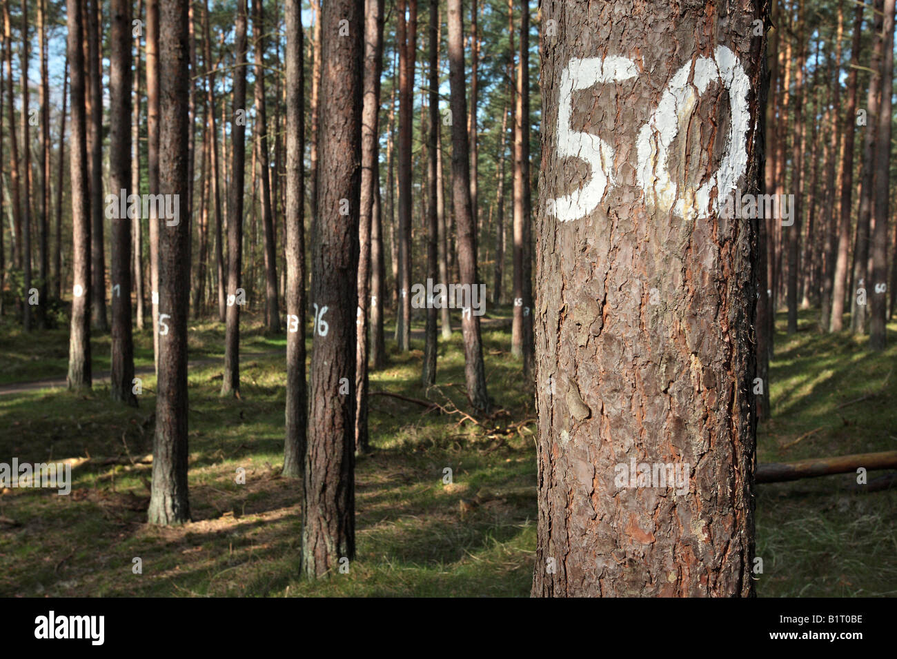 Alberi numerati in Darsswald, Darss foresta, silvicoltura, Nationalpark Vorpommersche Boddenlandschaft, Western Pomerania Area Laguna Foto Stock