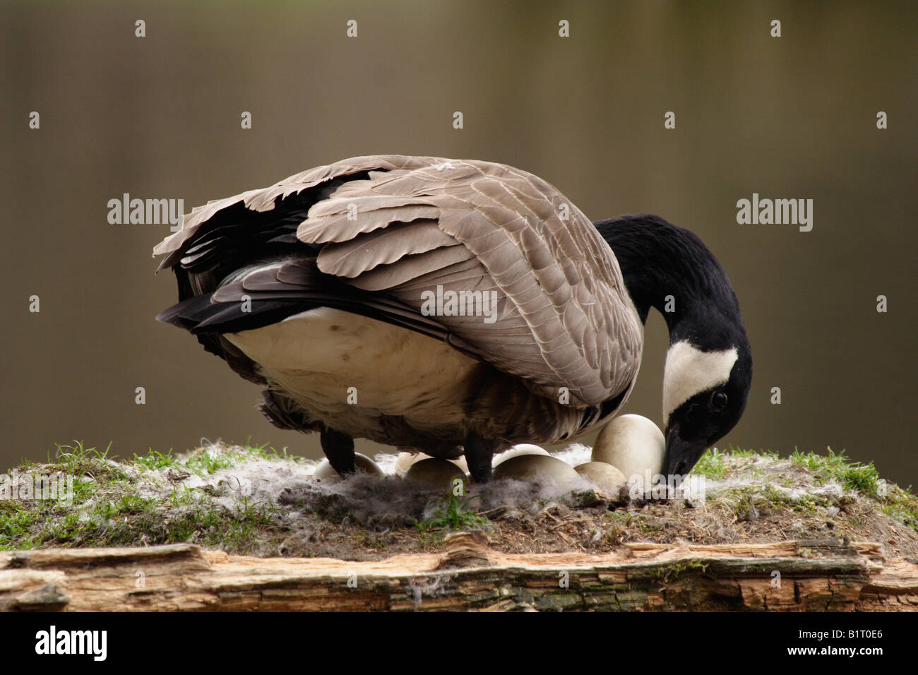 Canada Goose (Branta canadensis) sul suo nido, Lueerwald, Sauerland, Renania settentrionale-Vestfalia, Germania, Europa Foto Stock
