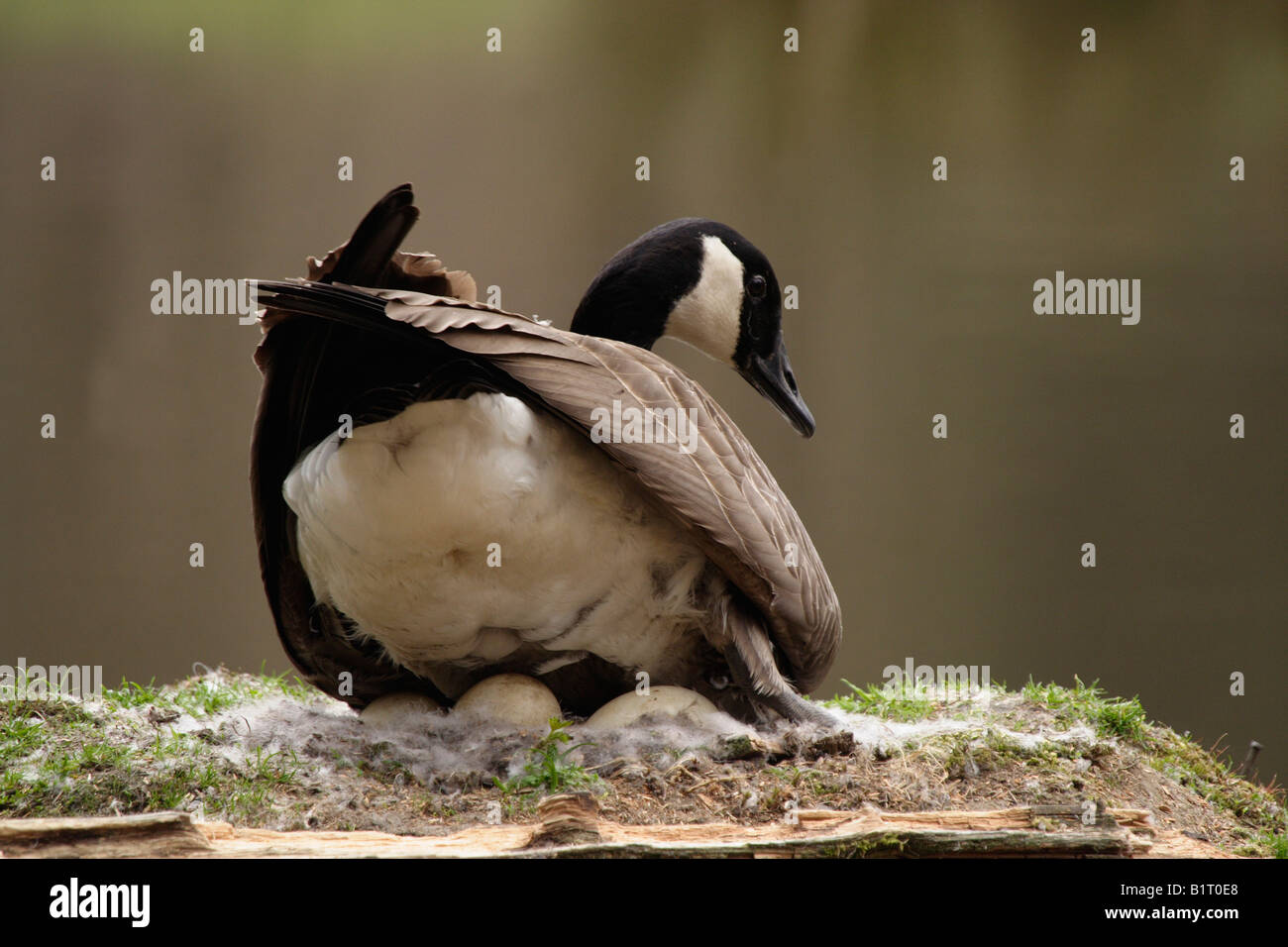 Canada Goose (Branta canadensis) sul suo nido, Lueerwald, Sauerland, Renania settentrionale-Vestfalia, Germania, Europa Foto Stock