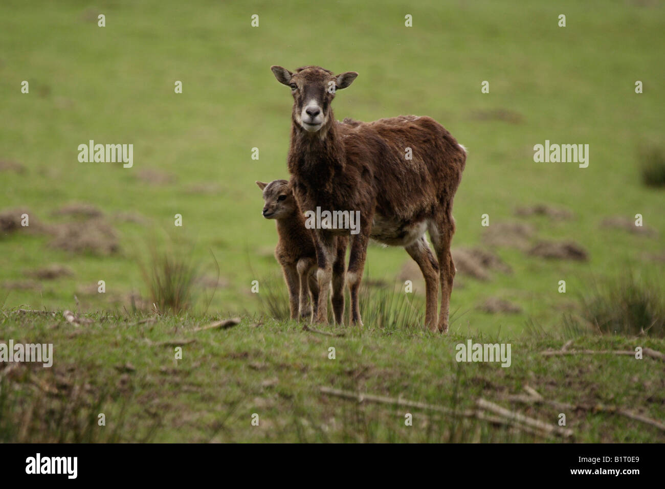 Muflone (Ovis ammon musimon) con giovani, Lueerwald, Sauerland, Renania settentrionale-Vestfalia, Germania, Europa Foto Stock