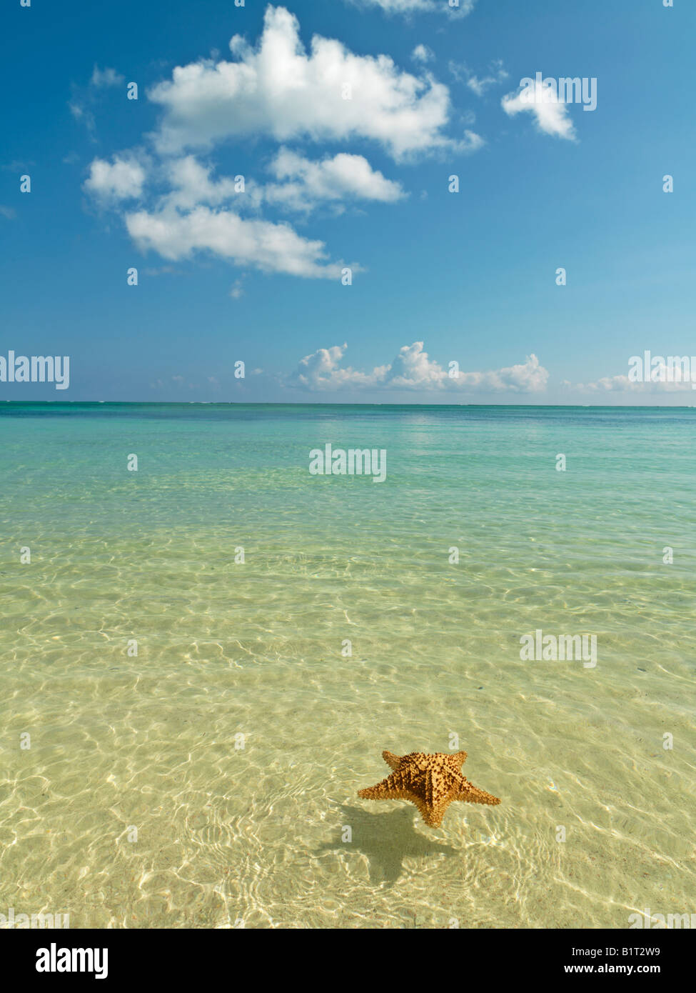 Repubblica Dominicana Punta Cana Bavaro Beach,starfish floating in placide acque con cielo blu Foto Stock
