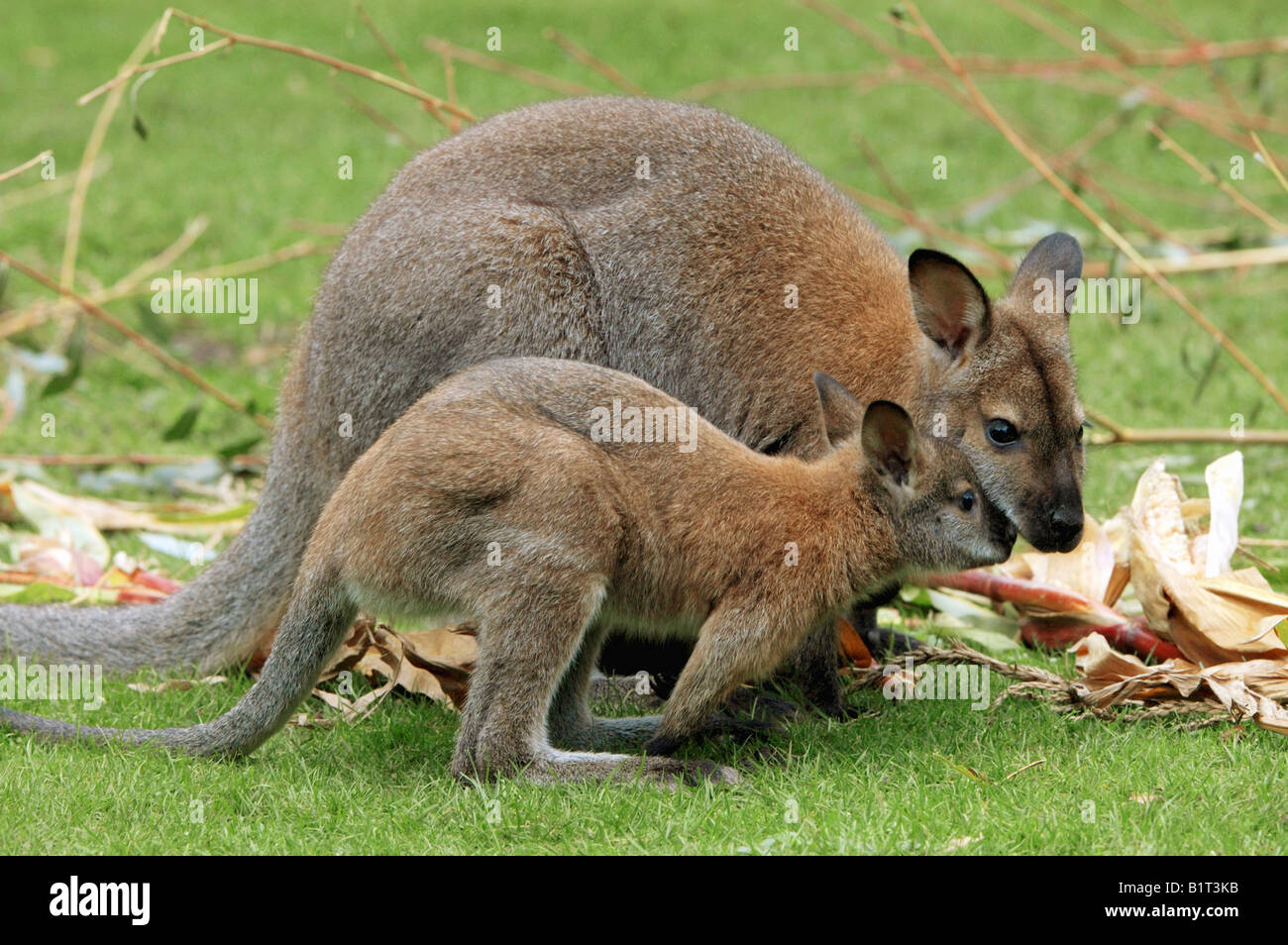 Il Bennett's Wallaby con cub / Macropus rufogriseus rufogriseus Foto Stock
