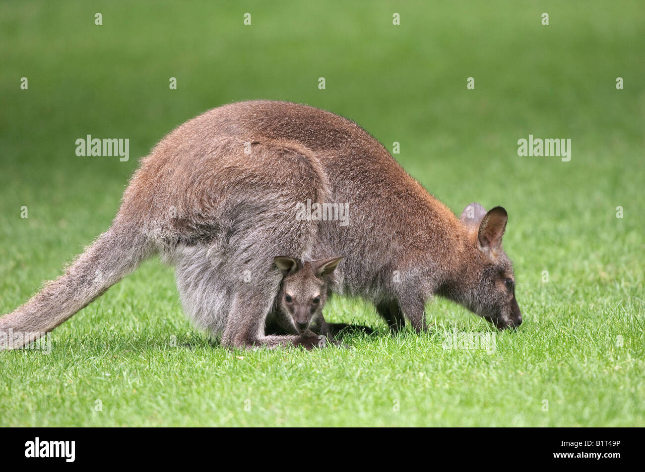 Il Bennett's Wallaby con cub / Macropus rufogriseus rufogriseus Foto Stock