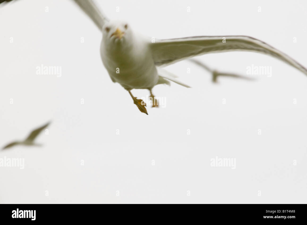 Lesser Black Backed Gull su Walney Island Regno Unito, dive il bombardamento di un intruso che ha avuto troppo vicino al suo nido Foto Stock