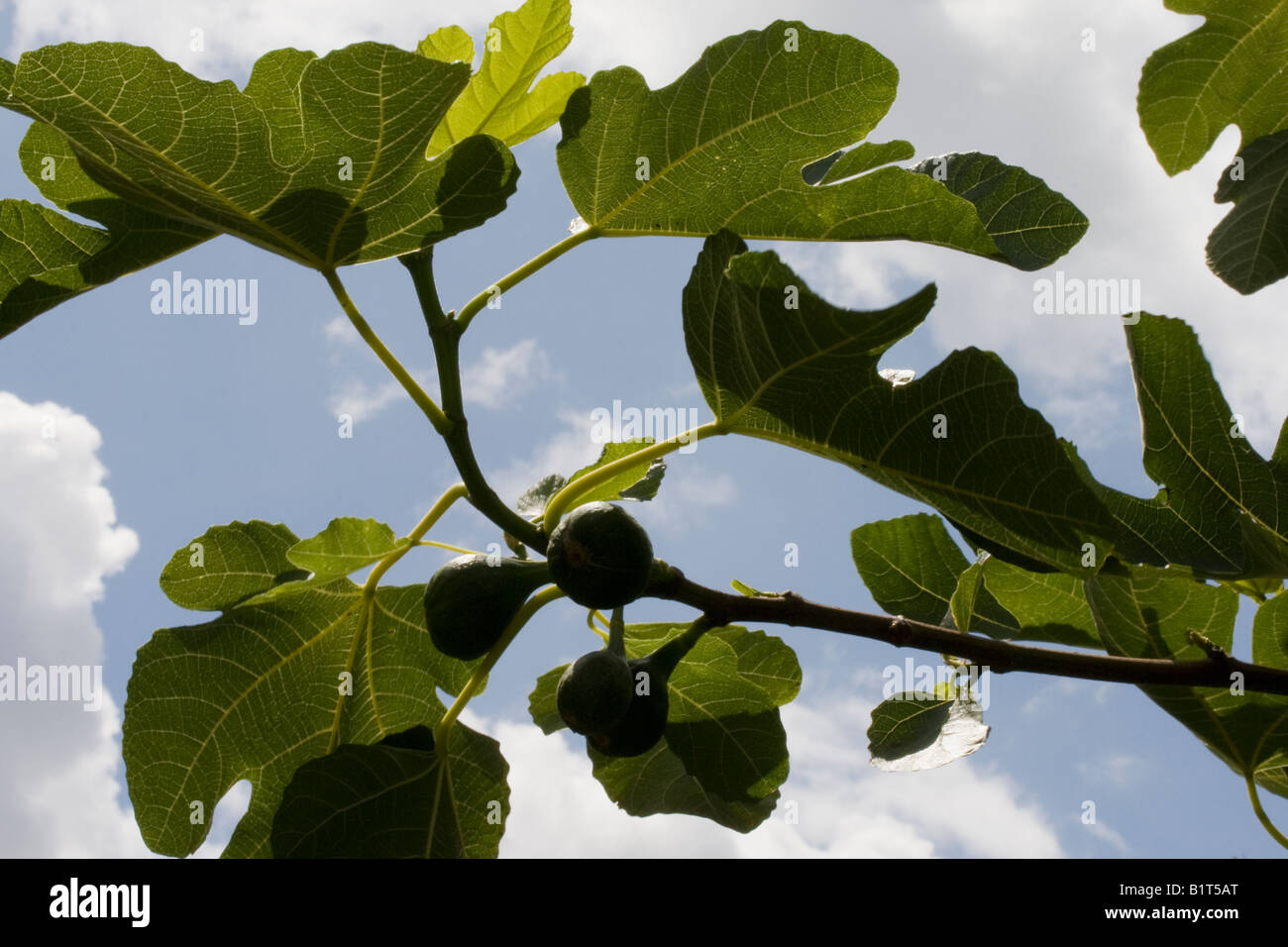 Figg, ramo e foglie contro il blu e il cielo bianco Foto Stock