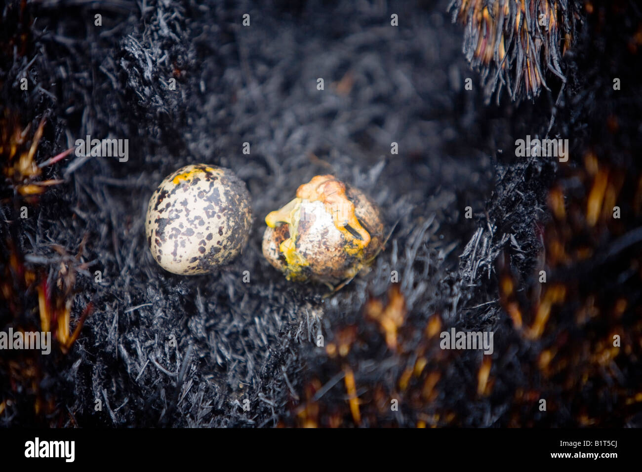 Nido Curlews distrutto da un incendio brughiera sopra Littleborough, Regno Unito dopo una prolungata siccità di primavera. Foto Stock