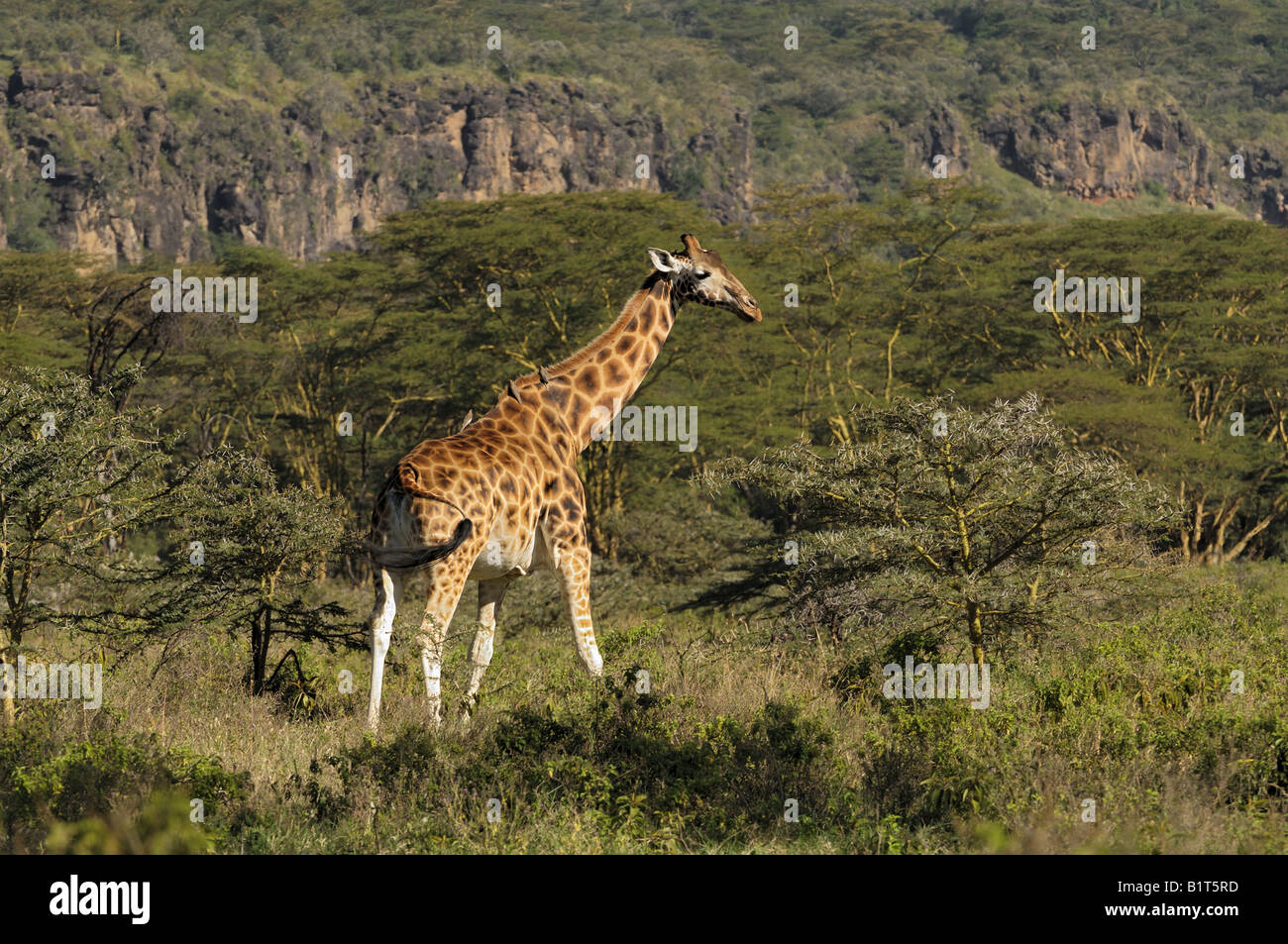 Giraffa Rothschild a Lake Nakuru National Park, Kenya Foto Stock