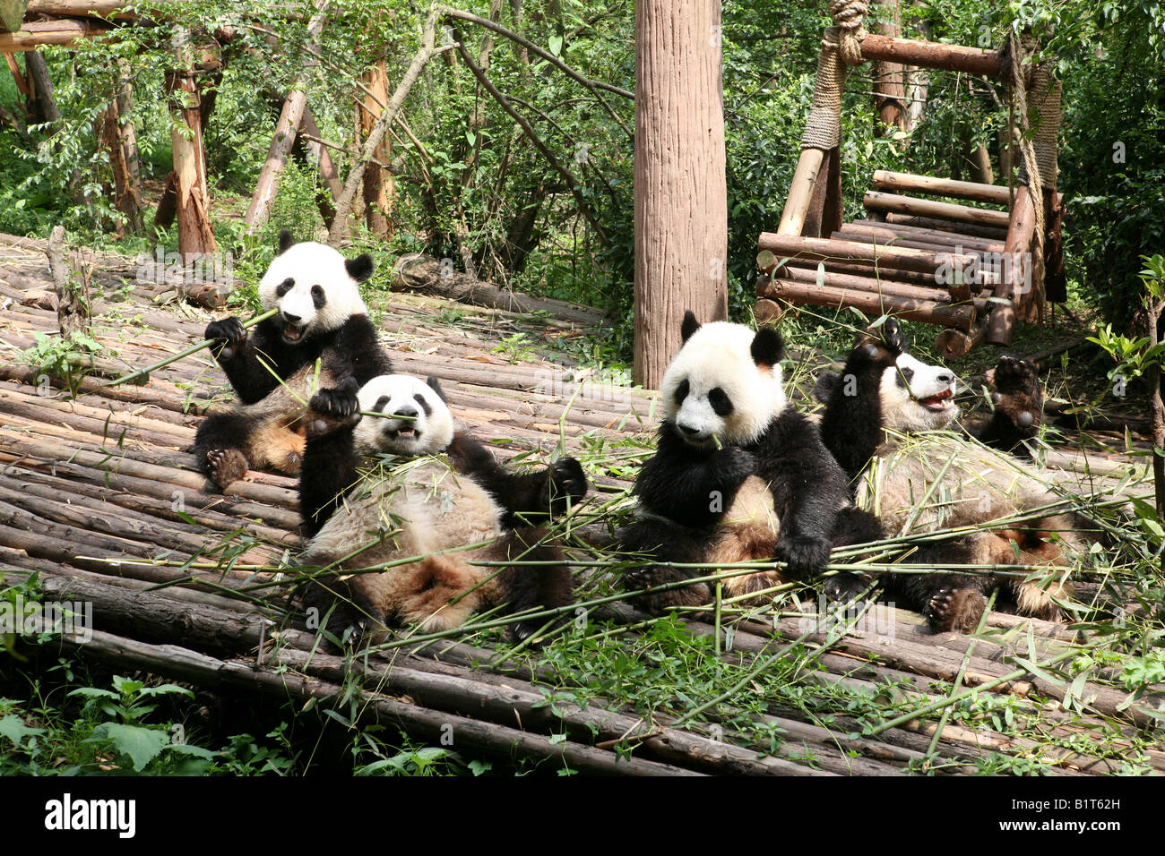 Panda bambù mangiare a Chengdu Research Base del Panda Gigante Allevamento, Chengdu Sichuan, Cina Foto Stock
