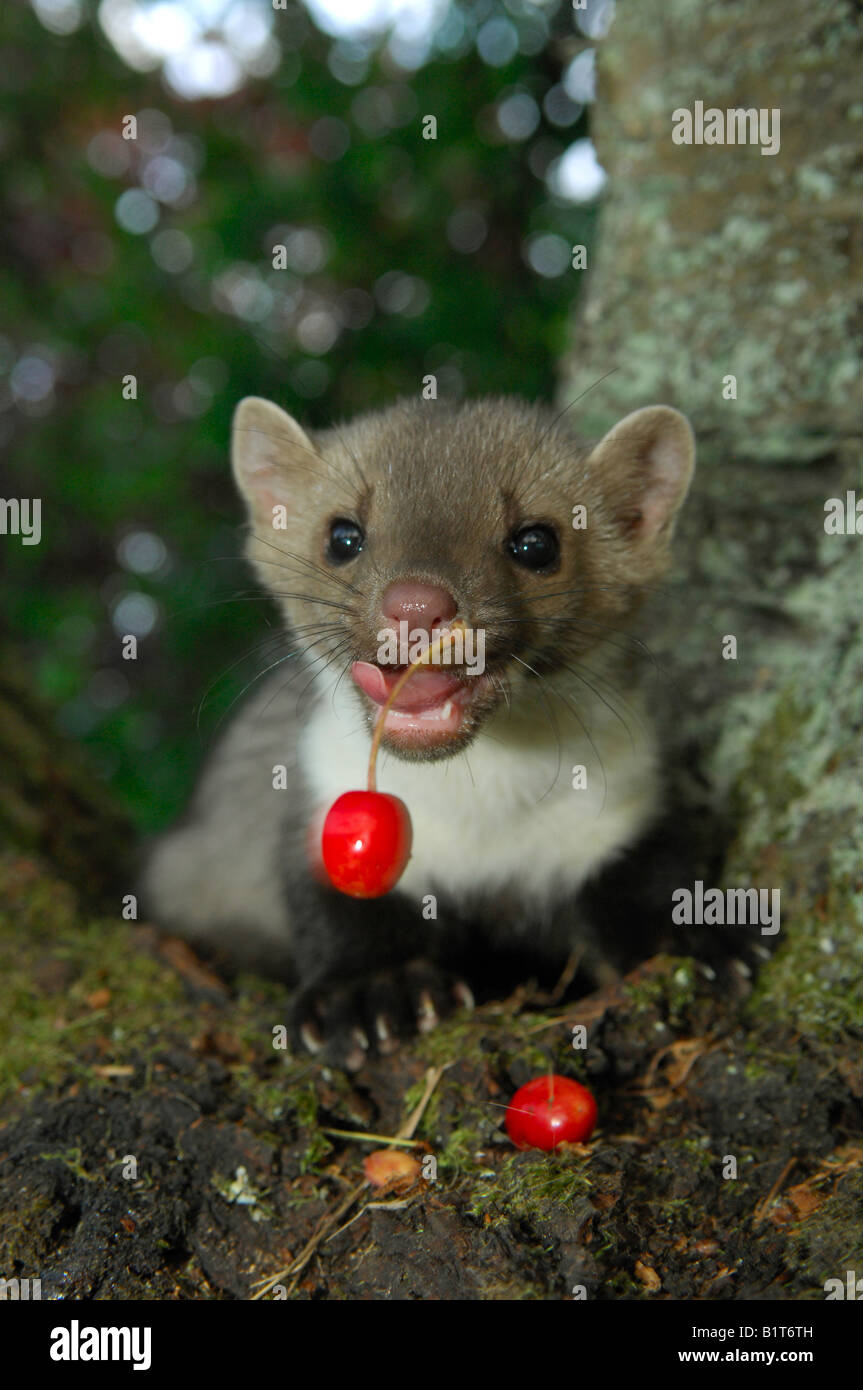 Faggete marten (Martes foina), ciliegie da mangiare giovanili. Germania Foto Stock