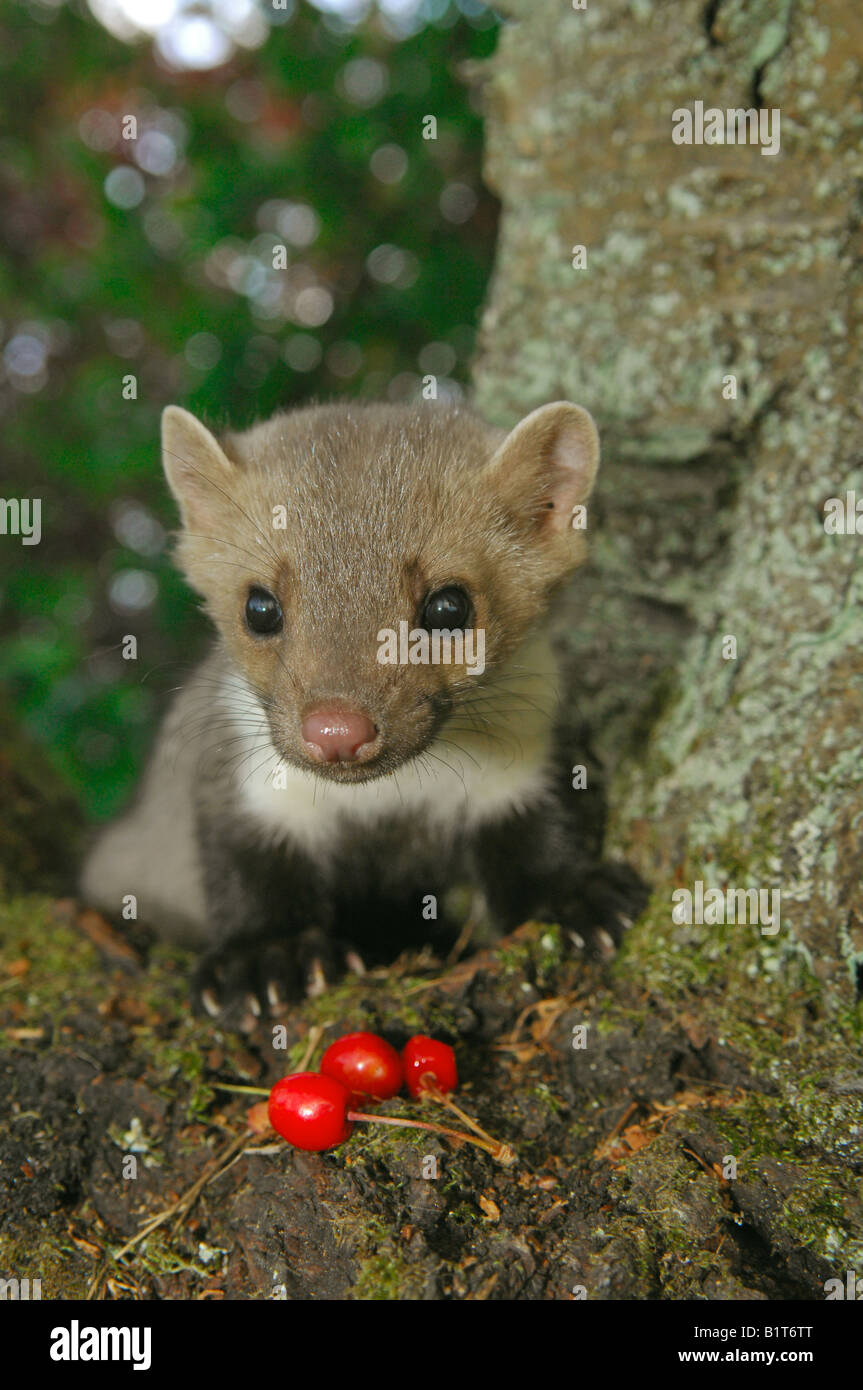 Faggete marten (Martes foina), ciliegie da mangiare giovanili. Germania Foto Stock