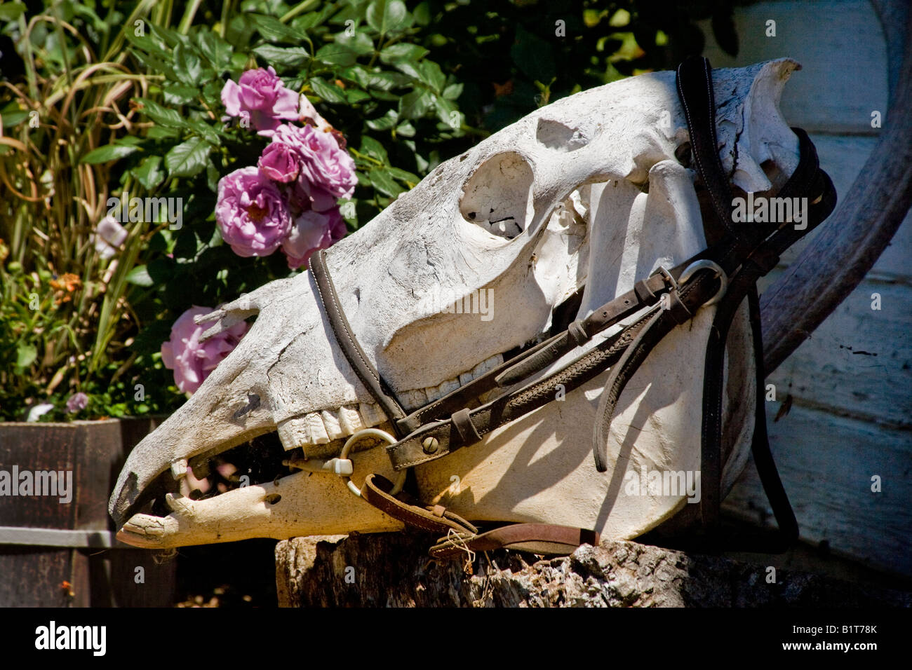 Un cranio di cavallo che indossa un morso e briglie fare un bizzarre decorazioni in un ranch di Oregon Foto Stock