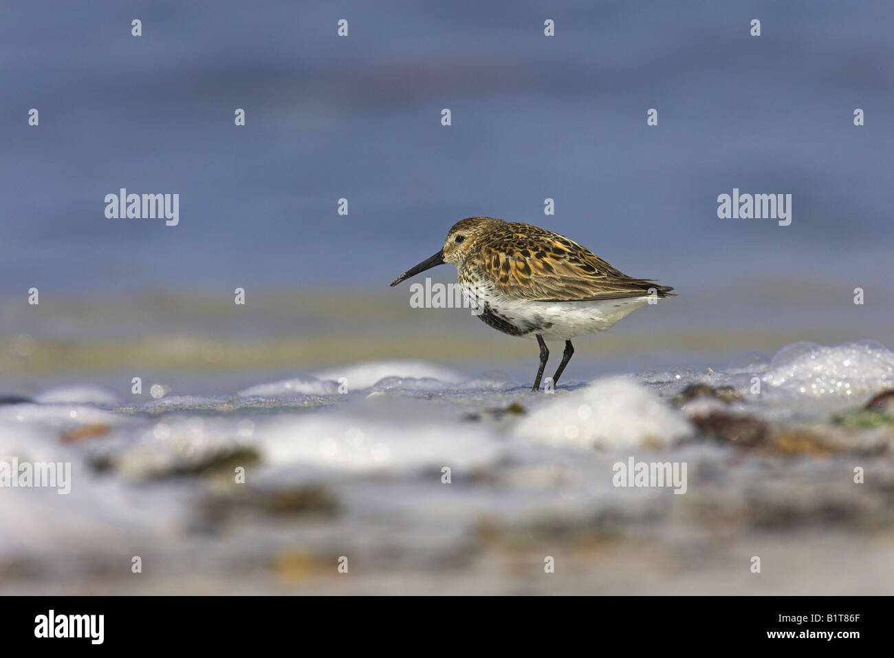 Dunlin Calidris alpina in estate piumaggio wading lungo il litorale su North Uist, Scozia in maggio. Foto Stock