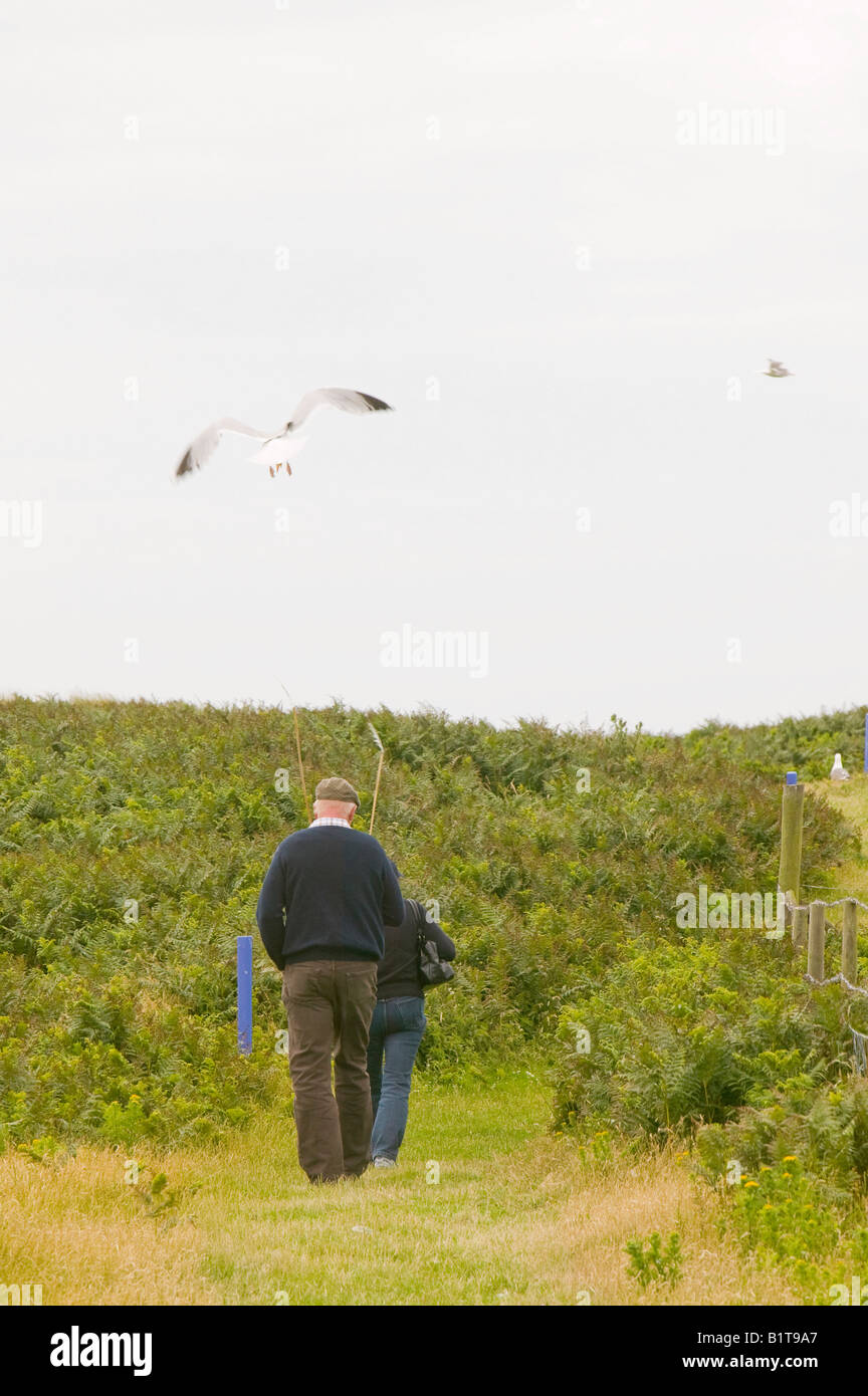Walkers essendo dive bombardato da un gabbiano di aringa che passano vicino al suo nido su Walney Island off Barrow in Furness Regno Unito Foto Stock