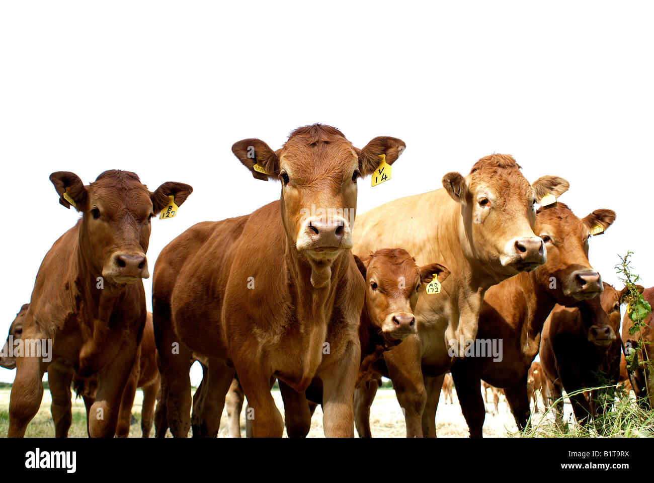 Singole vacche Limousin champion mandria bovina Foto Stock