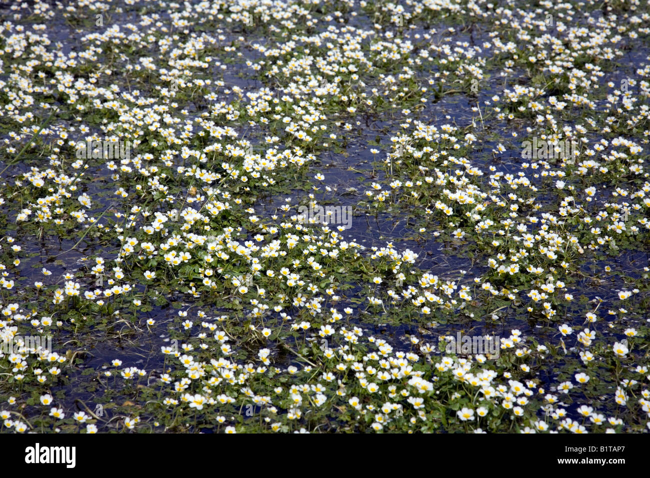 Acqua di stagno a stella Ranunculus peltatus isole Scilly Foto Stock