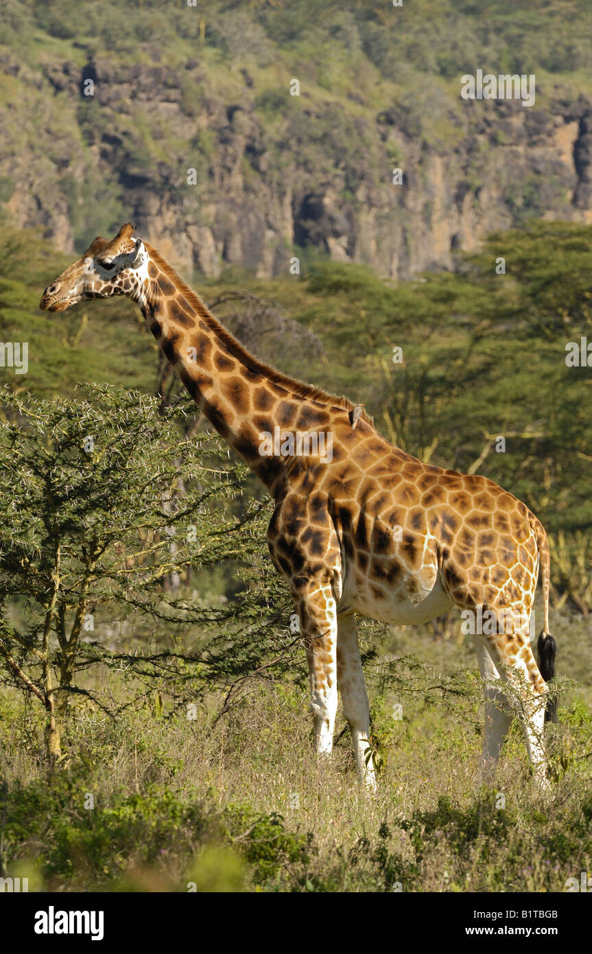 Giraffa Rothschild a Lake Nakuru National Park, Kenya Foto Stock