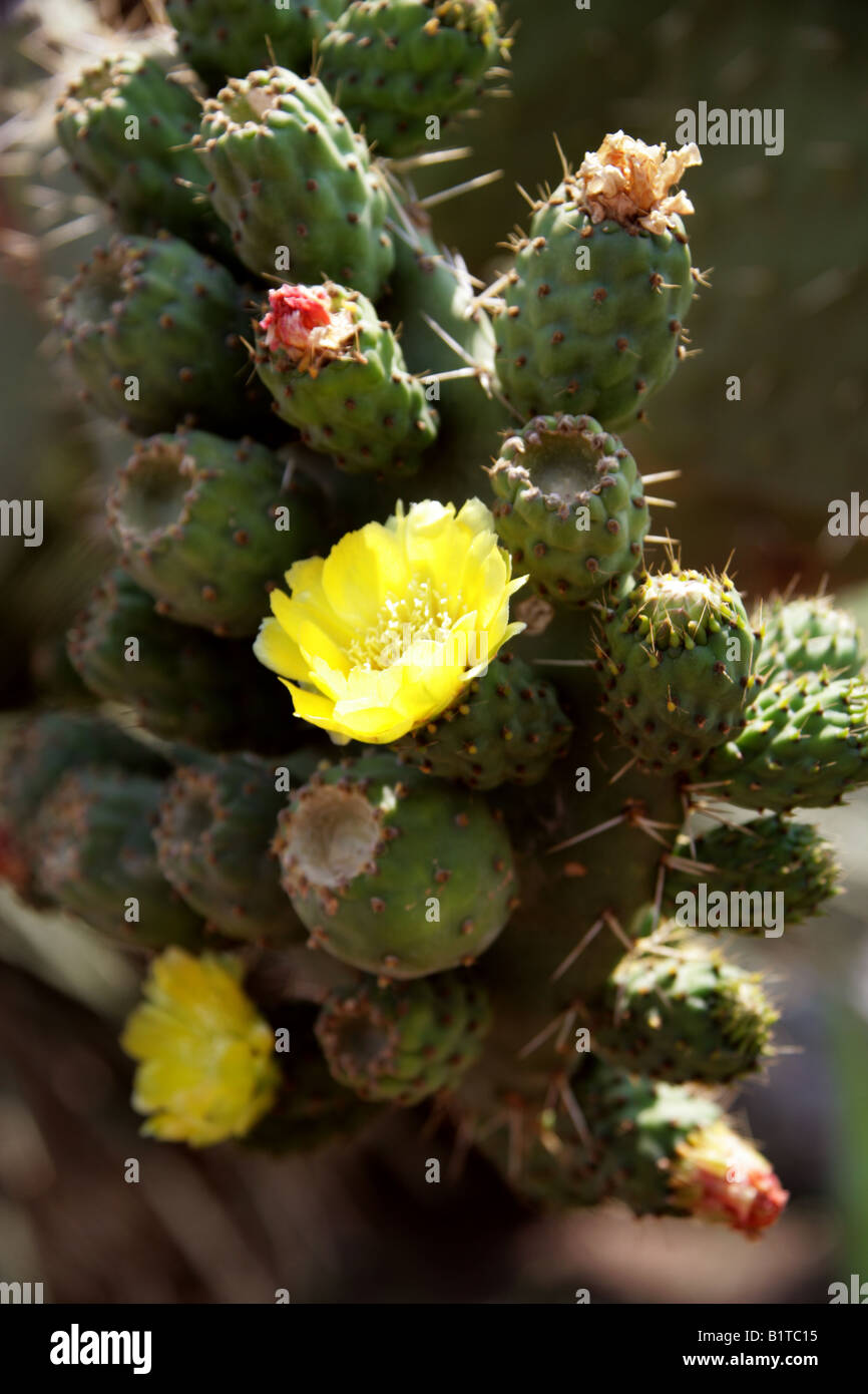 Ficodindia Cactus Opuntia Foto Stock