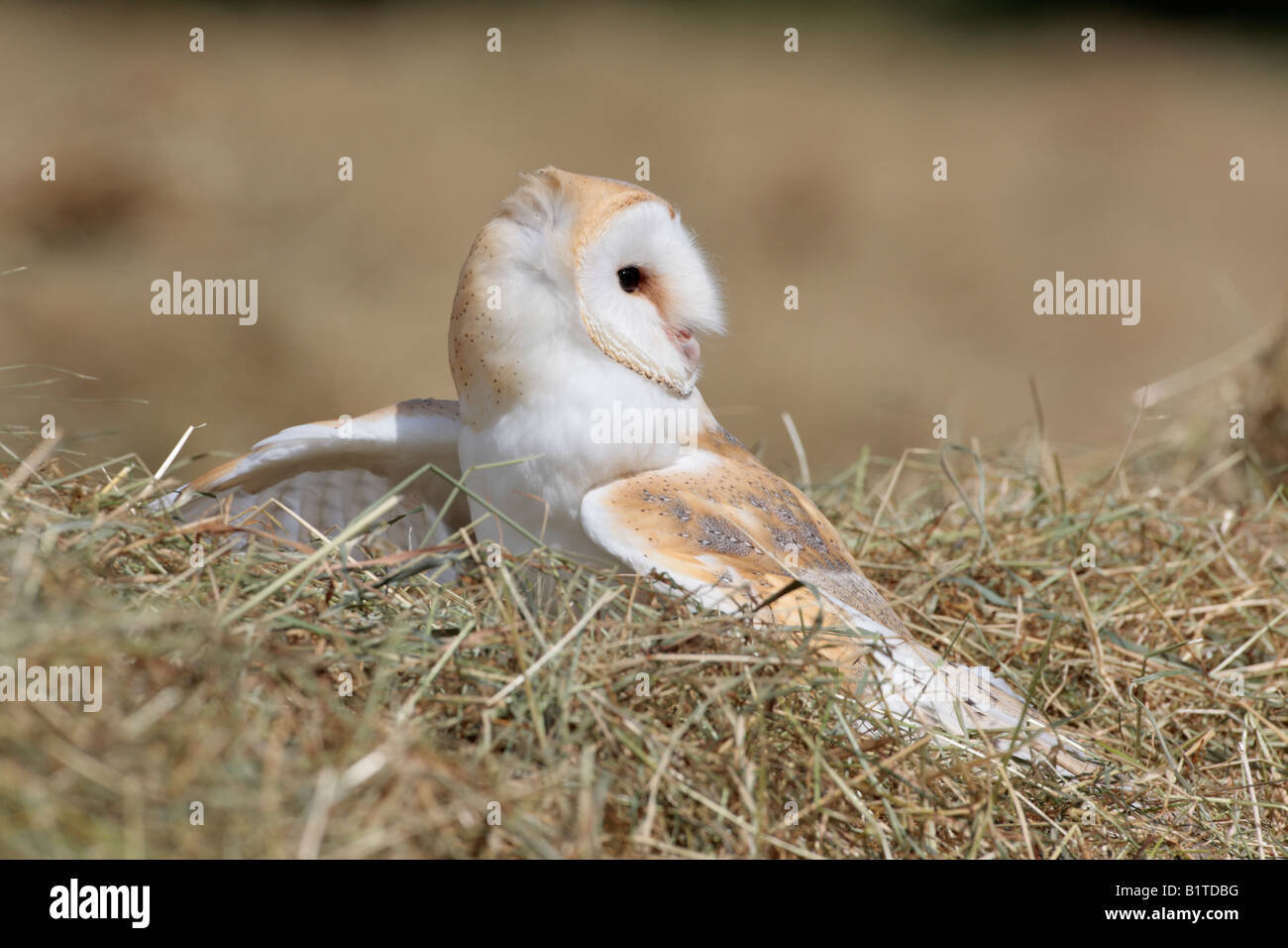 Barbagianni Tyto alba nel campo di fieno cercando alert Potton Bedfordshire Foto Stock