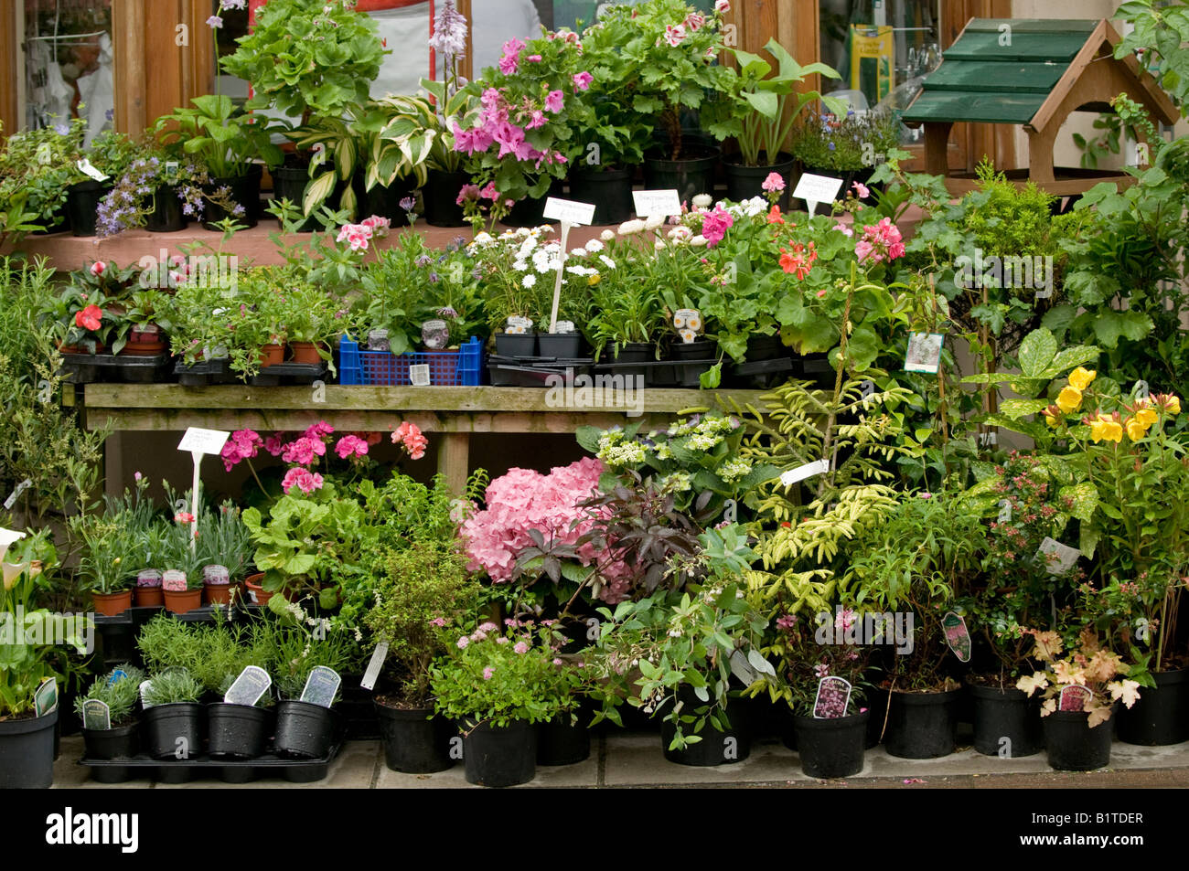 Fiori e piante sul display e per la vendita al di fuori di un fioraio NEL REGNO UNITO Foto Stock