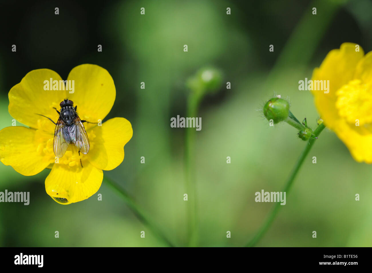 Una casa fly è arroccato delicatamente su una rugiada-imbevuto woodsorrel giallo. Al centro è un unblossomed bud. Foto Stock