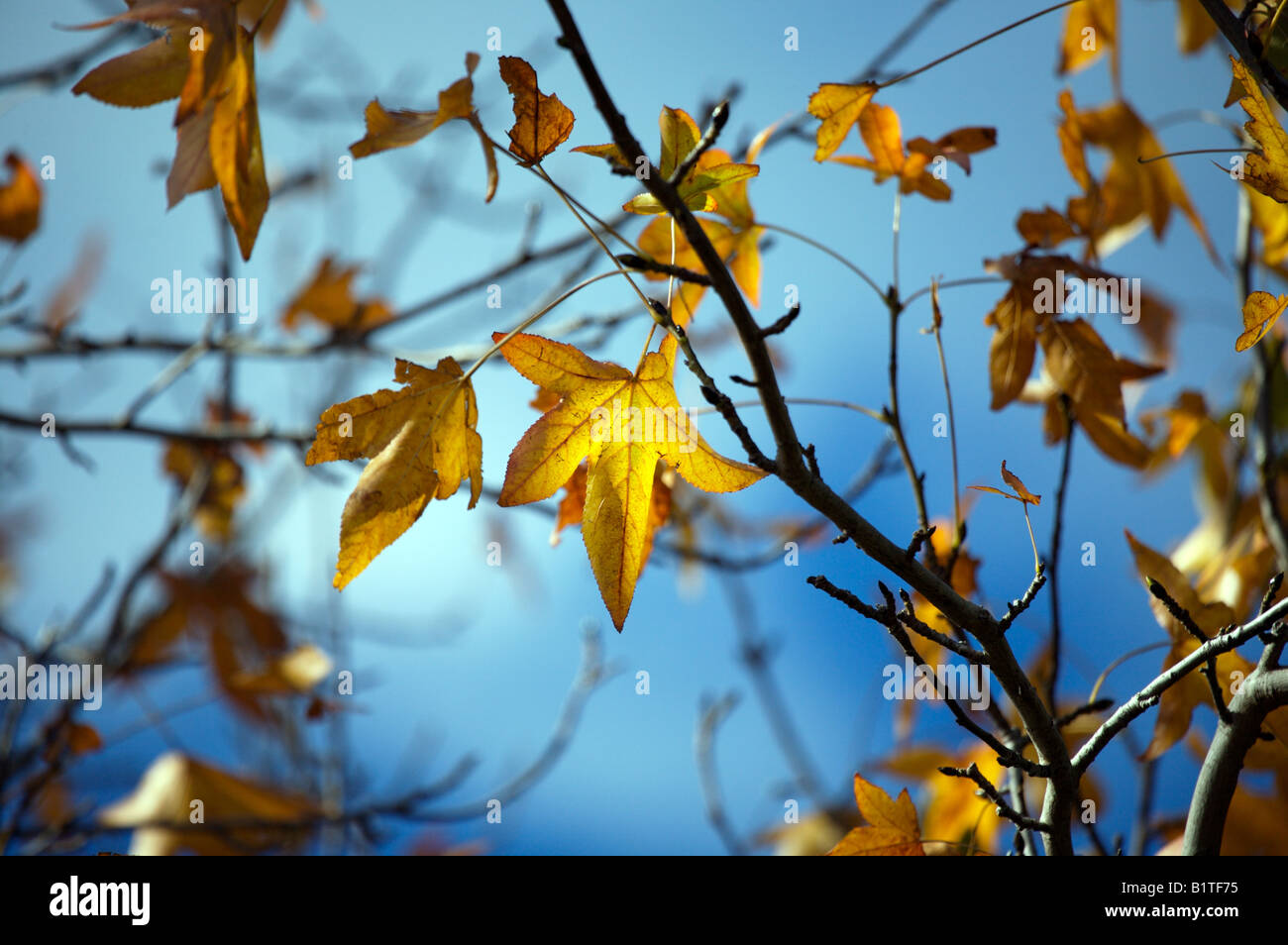 Liquidamber le foglie in autunno a colori retroilluminato da dal sole Foto Stock