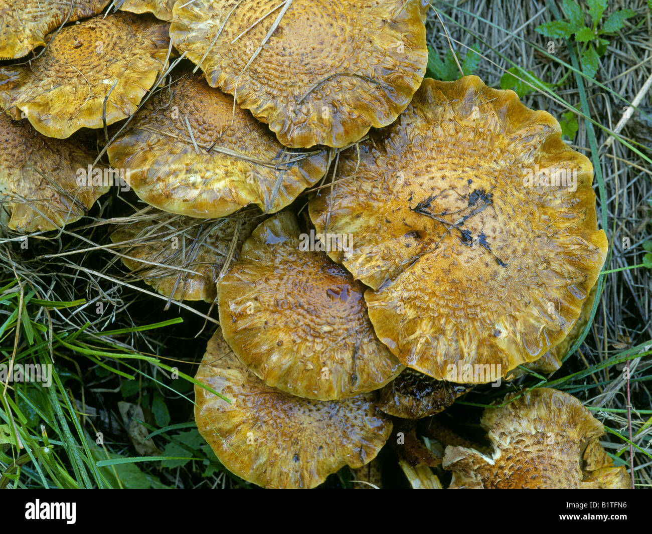 Polypore funghi trovati nei monti Ozark in Arkansas Foto Stock