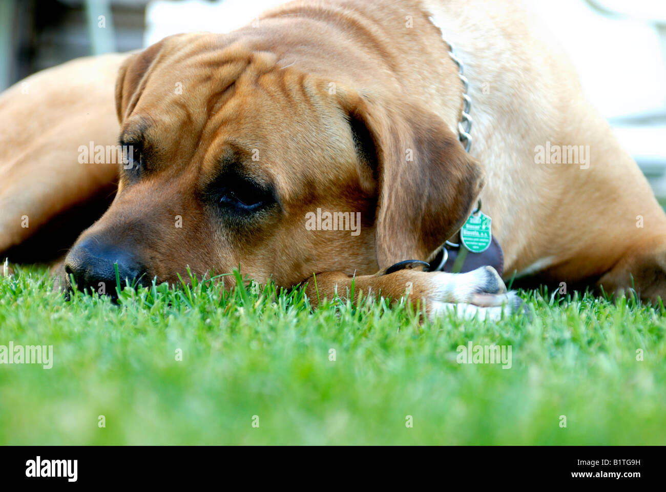 Giappone sumo cane Tosa inu Foto Stock