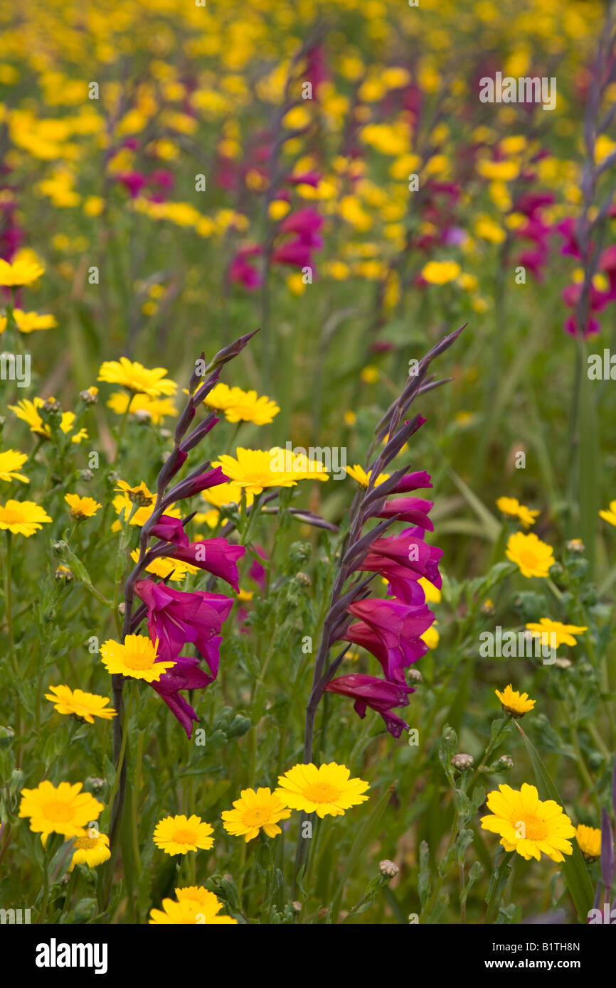 Il mais Le calendule Chrysanthemum segetum e wild gladiolus Gladiolus illyricus st agnes Isole Scilly Foto Stock