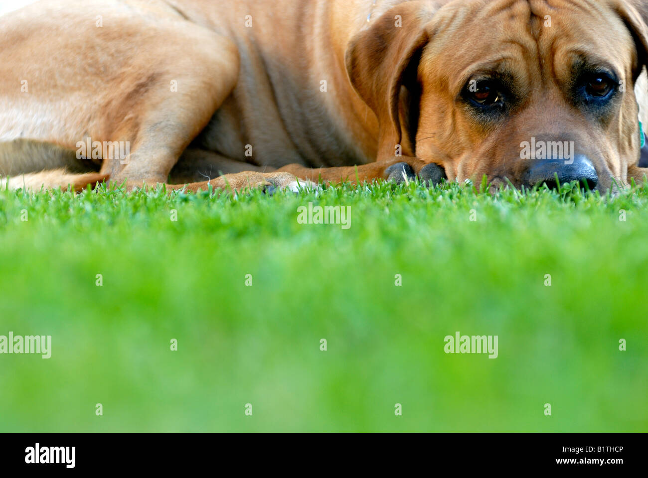 Giappone sumo cane Tosa inu Foto Stock