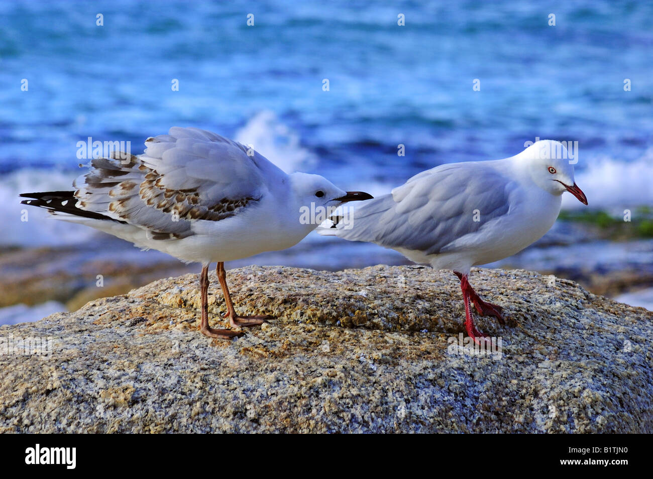 I capretti Gabbiano Argento, Larus novaehollandiae, Elemosinare il cibo da un adulto (atteggiamento tipico) Foto Stock