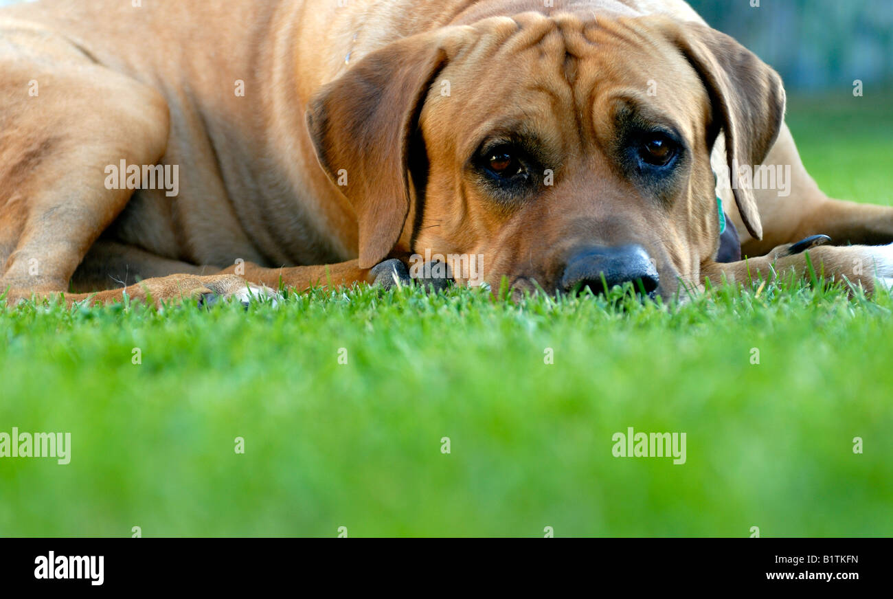 Giappone sumo cane Tosa inu Foto Stock